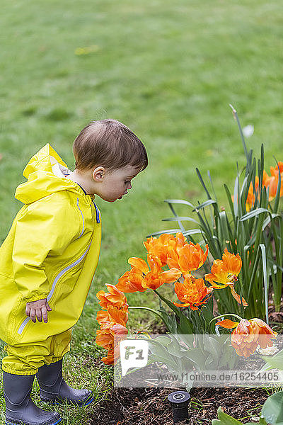 Junges Mädchen im gelben Regenanzug schaut auf orangefarbene Tulpen im Park an einem bedeckten Frühlingstag; North Vancouver  British Columbia  Kanada
