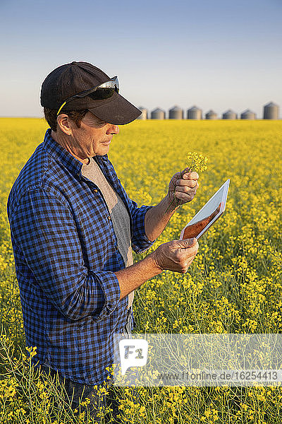 Landwirt steht auf einem Rapsfeld und inspiziert den Ertrag; Alberta Kanada