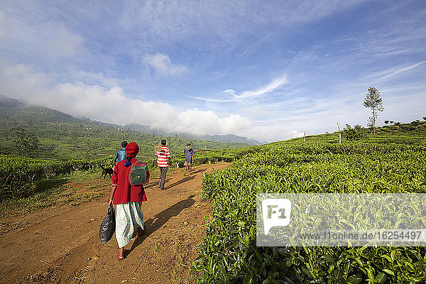 Lehrkräfte auf dem Weg zur Arbeit in der Teeplantage