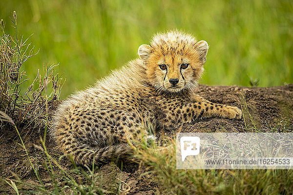 Portrait of cheetah cub (Acinonyx jubatus) lying on the ground and looking at the camera; Tanzania