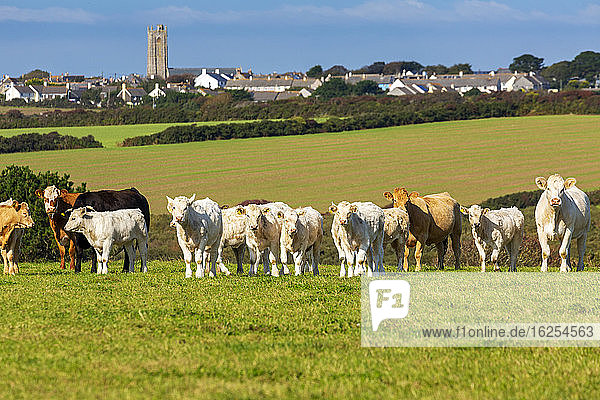 Eine Viehherde auf einer grünen Wiese mit einem Hügeldorf im Hintergrund und blauem Himmel; Grafschaft Cornwall  England