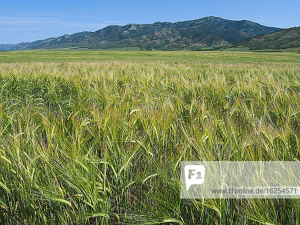 Agriculture - Rolling field of maturing Spring barley / Idaho  USA.