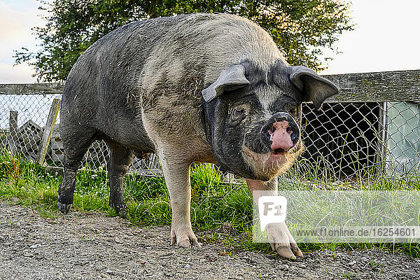Ein großes Schwein steht in seinem Stall und schaut in die Kamera  in Totara Flat  dem Zentrum der landwirtschaftlichen Industrie in der Grafschaft Grey; Südinsel  Neuseeland