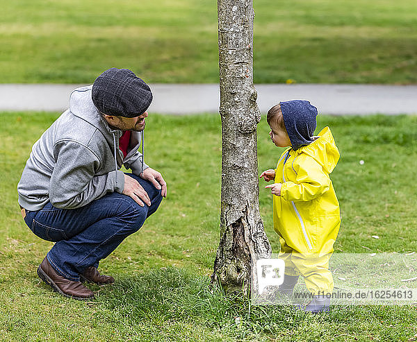 Vater spielt Kuckuck mit 21 Monate alter Tochter hinter einem Baumstamm in einem Park; North Vancouver  British Columbia  Kanada