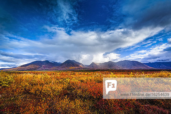 Alaska Range und lebhafte herbstlich gefärbte Tundra unter stürmischen Wolken  Inneres Alaska im Herbst; Cantwell  Alaska  Vereinigte Staaten von Amerika