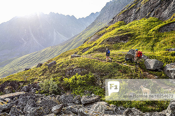 Two millennial hikers (one caucasian woman  one asian man) and their dogs hike the very rocky/bouldery Reed Lakes trail through the Talkeetna Mountains in Hatcher's Pass  Palmer  Alaska  in late afternoon in the summer with fireweed in bloom in the background; Palmer  Alaska  United States of America