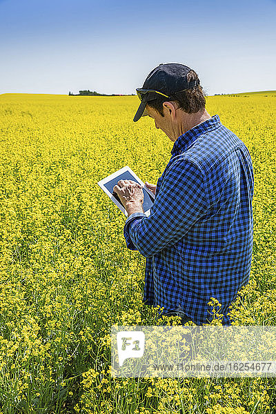Bauer der mit einer Tablette auf einem Rapsfeld steht und den Ertrag kontrolliert; Alberta Kanada