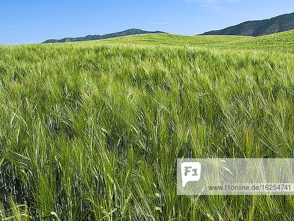Landwirtschaft - abfallendes Feld mit reifender grüner Sommergerste / Idaho  USA.