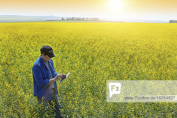 Landwirt steht mit einer Tablette in einem Rapsfeld und prüft den Ertrag bei Sonnenaufgang; Alberta Kanada