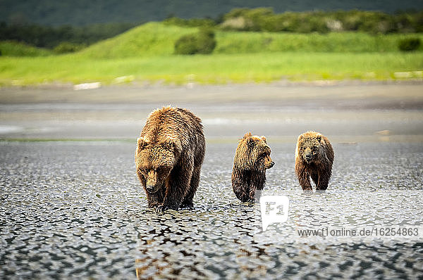 Bär (Ursus arctos) bei der Besichtigung des Hallo-Bay-Camps. Eine Sau und ihre beiden Jungen jagen nach Muscheln während sie auf die Ankunft von Lachsen in den örtlichen Bächen warten; Alaska Vereinigte Staaten von Amerika