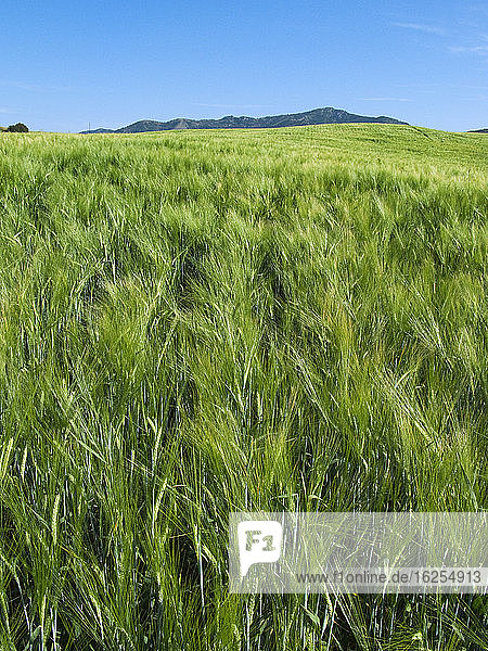 Landwirtschaft - abfallendes Feld mit reifender grüner Sommergerste / Idaho  USA.