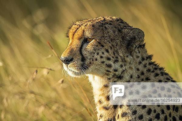 Close-up portrait of cheetah (Acinonyx jubatus) backlit by golden sunlight on the savanna; Tanzania