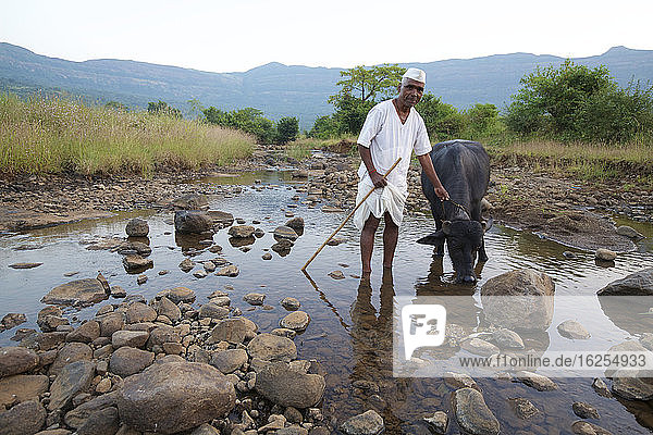 Indischer Bauer bringt Wasserbüffel zum Trinken an den Fluss