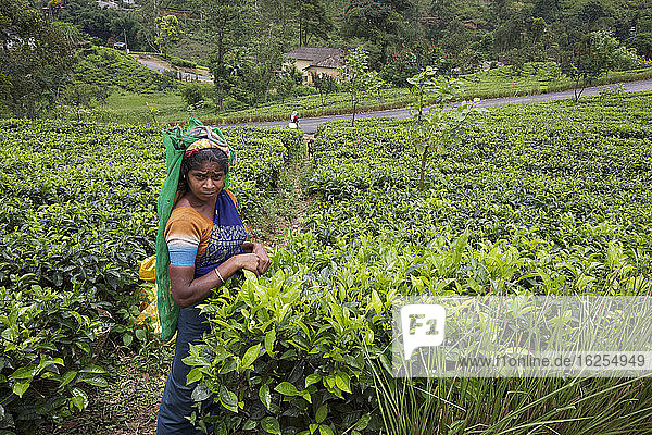 Tea Picker In Tea Plantation