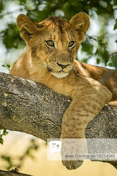Nahaufnahme eines Löwenjungen (Panthera leo)  der sich auf einem Ast eines Baumes im Schatten ausruht; Tansania