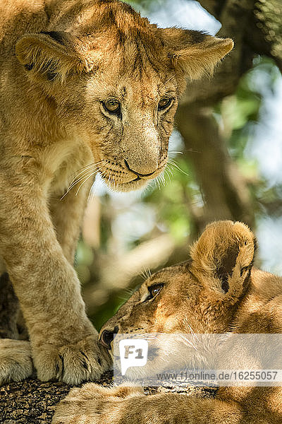 Nahaufnahme eines Löwenjungen (Panthera leo)  der darüber steht und auf ein anderes im Baum liegendes Jungtier schaut; Tansania
