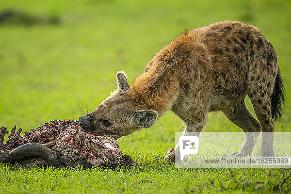Spotted hyena (Crocuta crocuta) feeding on wildebeest carcass on the savannah; Tanzania