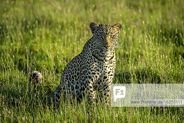 Portrait of a leopard (Panthera pardus) sitting on the grass looking at camera; Tanzania