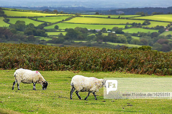 Eine grüne Wiese mit von Bäumen gesäumten Schafen und einem Flickenteppich aus hügeligen grünen Wiesen im Hintergrund; Grafschaft Cornwall England
