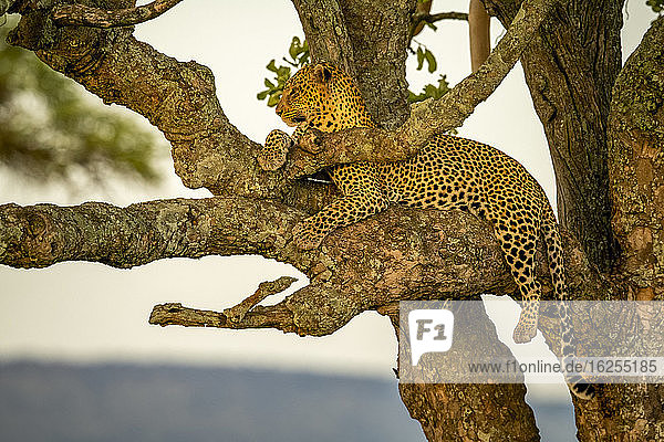 Männlicher Leopard (Panthera pardus),  der auf einem Baumast liegt,  sich entspannt und in die Ferne schaut; Tansania