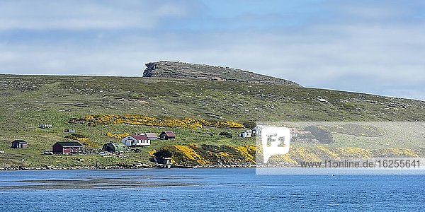 Küstenlinie und Küstensiedlung New Island  Falklandinseln  Britisches Überseegebiet  Südamerika