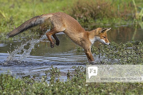 Red fox (Vulpes vulpes)  Young animal jumps over water  Jump  Action  Netherlands