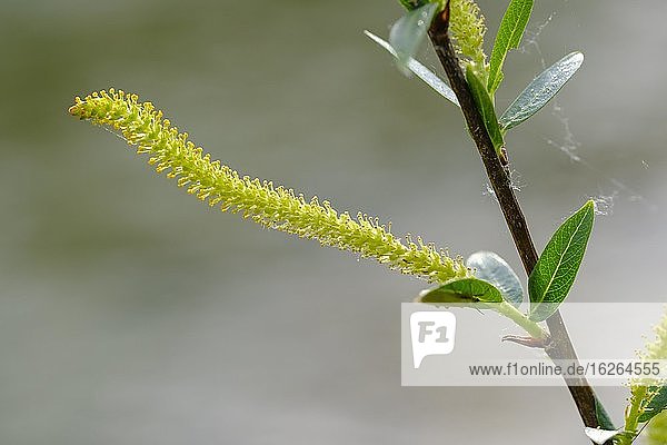 Weibliches Blütenkätzchen der Salweide (Salix caprea)  Isarauen  Oberbayern  Bayern  Deutschland  Europa
