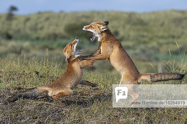 Two Red foxes (Vulpes vulpes) fighting with open mouth  playful  Netherlands