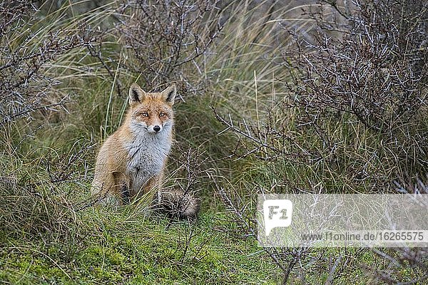 Red fox (Vulpes vulpes) in winter coat sitting in the undergrowth  Netherlands