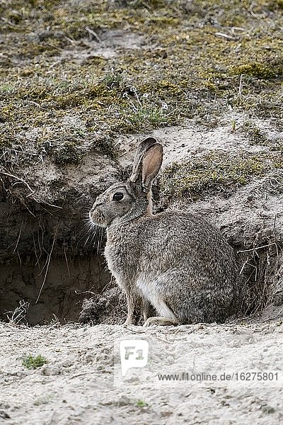Europäisches Kaninchen ( Oryctolagus cuniculus )  erwachsen  sitzend in einem Kaninchenbau in den Dünen  Tierwelt  Europa.