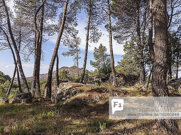 Muniana Cliff hinter den Kiefern im Pinienwald von Piquillo im Frühling. Madrid. Spanien. Europa.