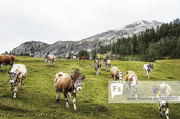 Österreich  Bundesland Salzburg  Altenmarkt-Zauchensee  Viehabtrieb von der Alm