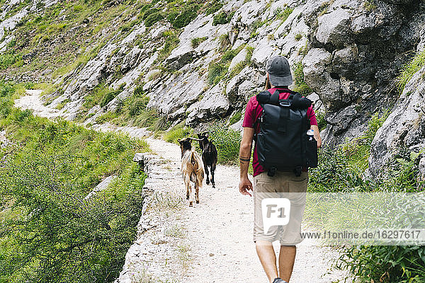 Man with backpack hiking on mountain with goats in background at Ruta Del Cares  Asturias  Spain