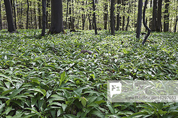 Deutschland  Nordrhein-Westfalen  Eifel  Bärlauch (Allium ursinum) im Buchenwald (Fagus)
