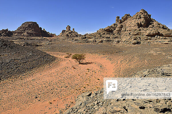 Algerien  Sahara  Tassili N'Ajjer National Park  Akazie in einem trockenen Felsental
