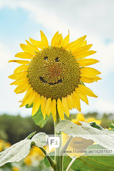 Close-up of sunflower with smiley face in field against sky
