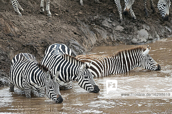 Afrika  Kenia  Maasai Mara National Reserve  Grant's Zebra  Steppenzebra (Equus quagga boehmi)  Trinken im Mara Fluss