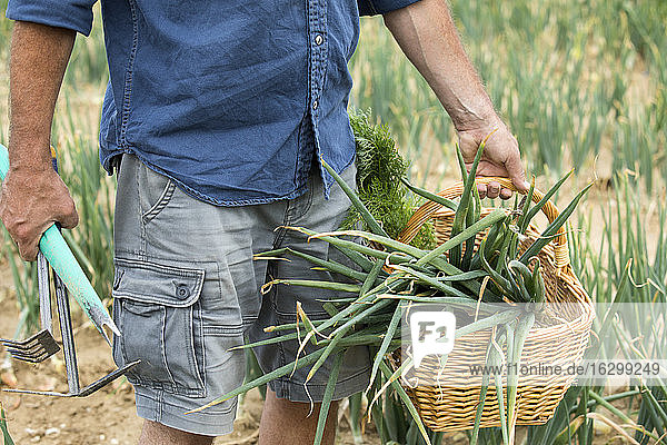 Stehender Landwirt mit Gemüsekorb und Gartengeräten auf dem Bauernhof