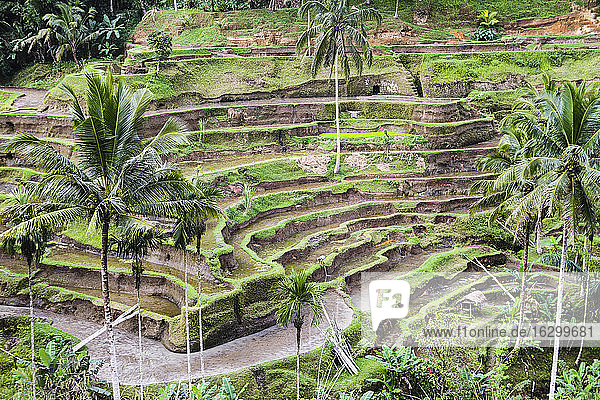 Indonesien  Bali  Tampaksiring  Reisfelder in Tegalalang