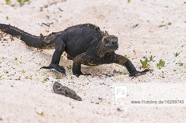 Ozeanien  Galapagos-Inseln  Santa Cruz  Meeresleguan  Amblyrhynchus cristatus  Spaziergang im Sand