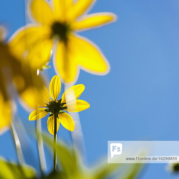 Germany  North Rhine Westphalia  Duesseldorf  Thinleaf sunflower against blue sky  close up