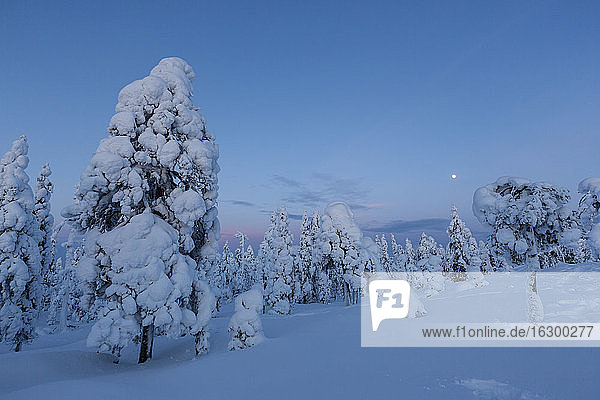 Finnland  Rovaniemi  Winterwald zur blauen Stunde