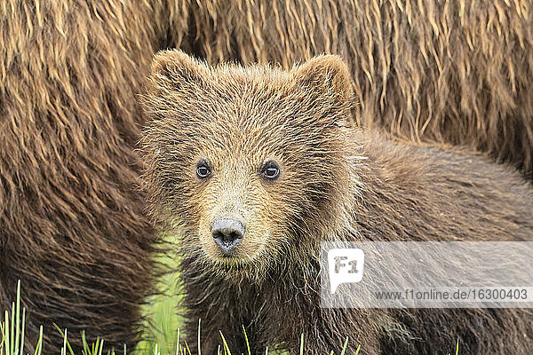 USA  Alaska  Lake Clark National Park and Preserve  Braunbärenjunge (Ursus arctos) und Bärenjunge