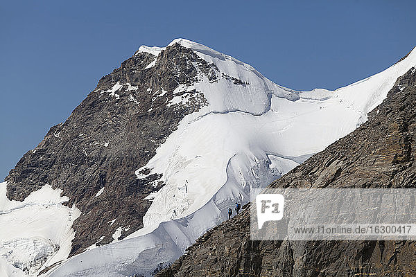 Schweiz  Berner Oberland  Aletschgletscher  Moutaineers im Abstieg vom Monch