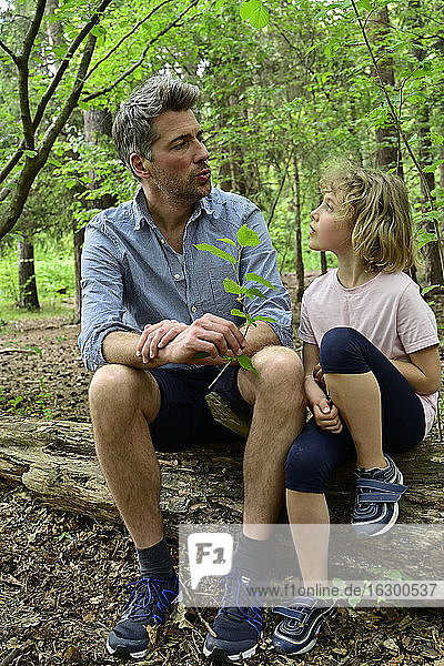 Vater spricht mit Tochter auf einem Baumstamm im Wald sitzend