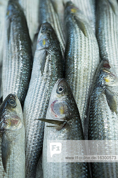 Spanien  Balearische Inseln  Mallorca  Palma  Fischmarkt  Sardinen