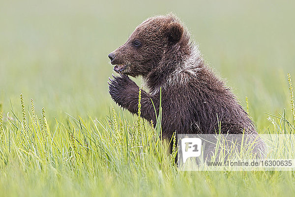 USA  Alaska  Lake Clark National Park and Preserve  Braunbärenjunges (Ursus arctos) sitzt auf einer Wiese