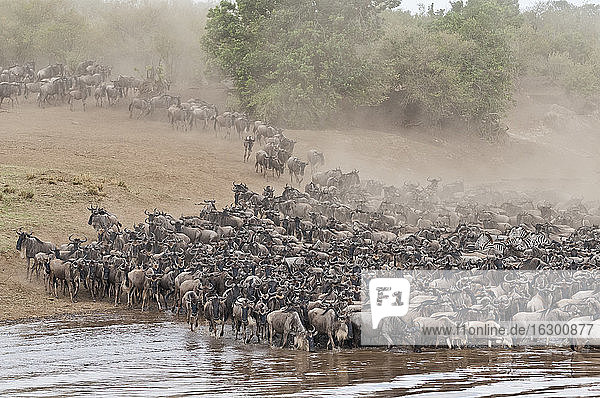 Afrika  Kenia  Maasai Mara National Park  Herde von Streifengnus (Connochaetes taurinus)  Gnu-Wanderung  Gedränge am Ufer des Mara-Flusses