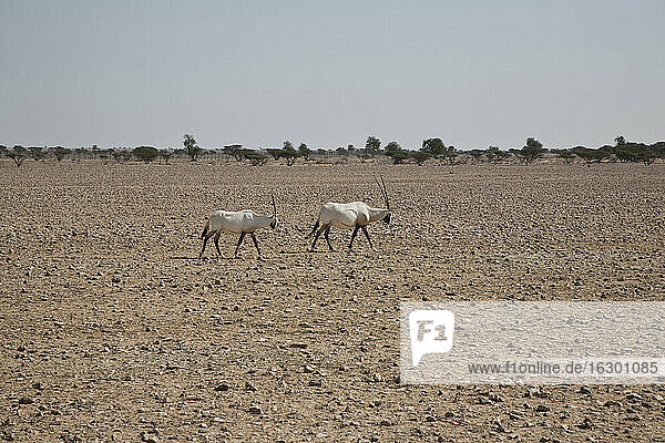 Oman  Jaluni  Schutzgebiet für Arabische Oryxe  Zwei Arabische Oryxe (Oryx leucoryx)