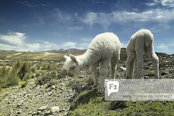 Peru  Piura  Puno  Anden  zwei weiße Baby-Lamas (Lama glama) beim Grasen